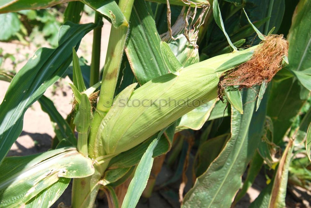 Similar – Image, Stock Photo maize field Food Vegetable