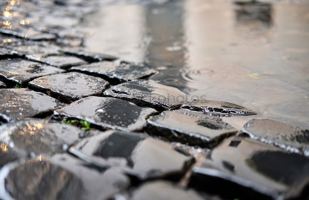 Similar – Image, Stock Photo enjoy watering Tar