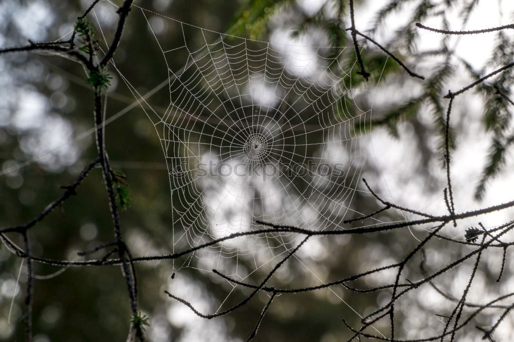 Similar – Foto Bild aufgefangen Pflanze Herbst