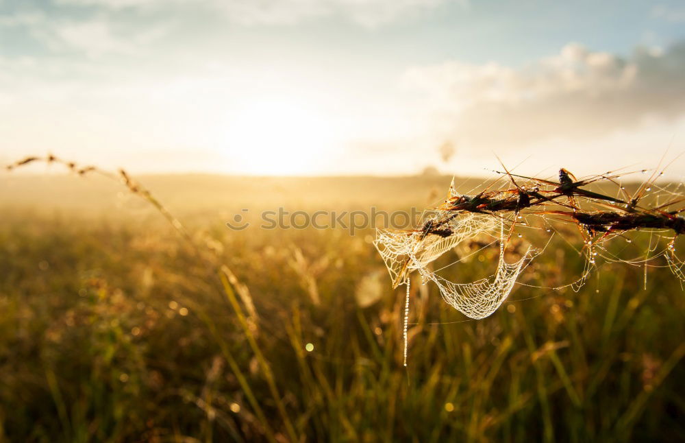 Similar – Sommerabend in der Wiese