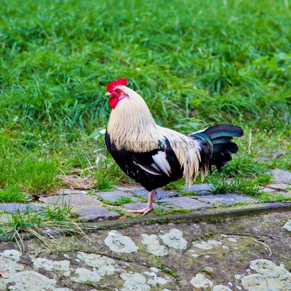 Similar – god in france Rooster