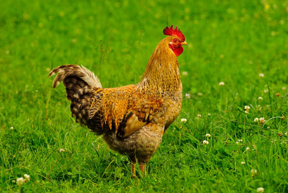 Similar – Image, Stock Photo Cocks in the green