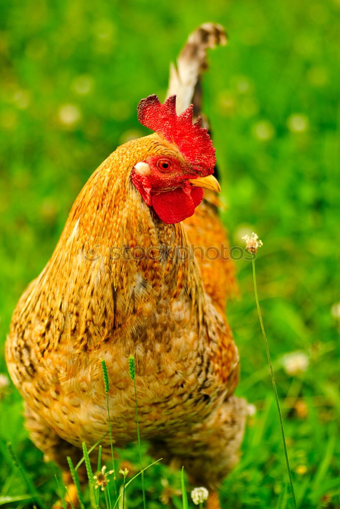 Similar – Image, Stock Photo hen Nature Sun Summer