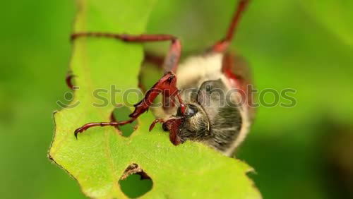 Similar – Image, Stock Photo Coriomeris denticulatus leather bug