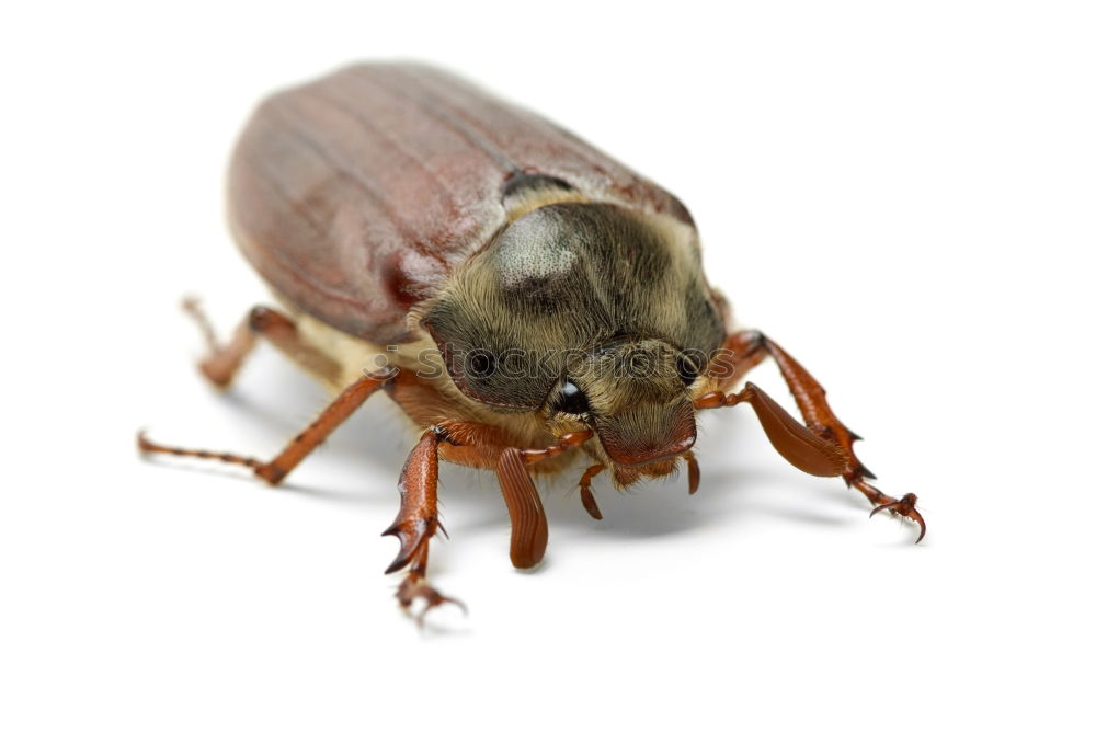 Child with beetle Garden