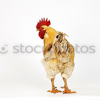 Similar – Image, Stock Photo CHICK CHICK ME | rooster cock cock cock boss boss boss superior