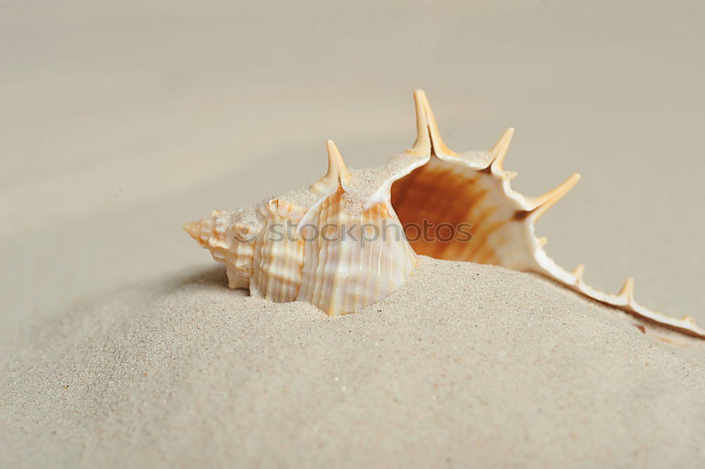 Similar – Image, Stock Photo Mussel on the beach Summer