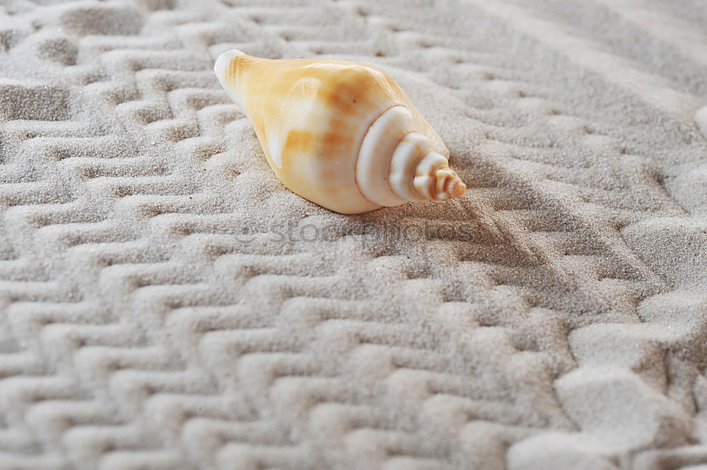 Similar – Image, Stock Photo Hermit crab in the sand