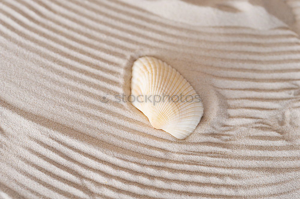 Similar – Image, Stock Photo Hermit crab in the sand