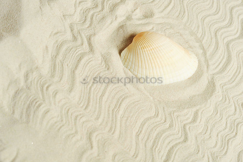 Similar – Image, Stock Photo Mussel on the beach Summer