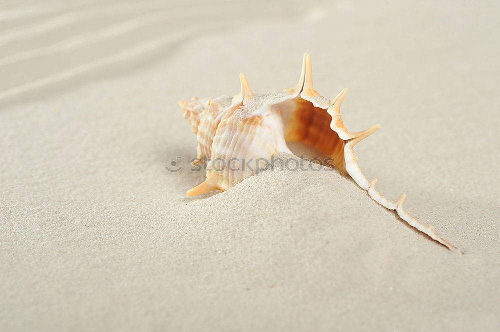 Similar – Image, Stock Photo a leaf covered with ice crystals lies on a frosty glittering grey underground