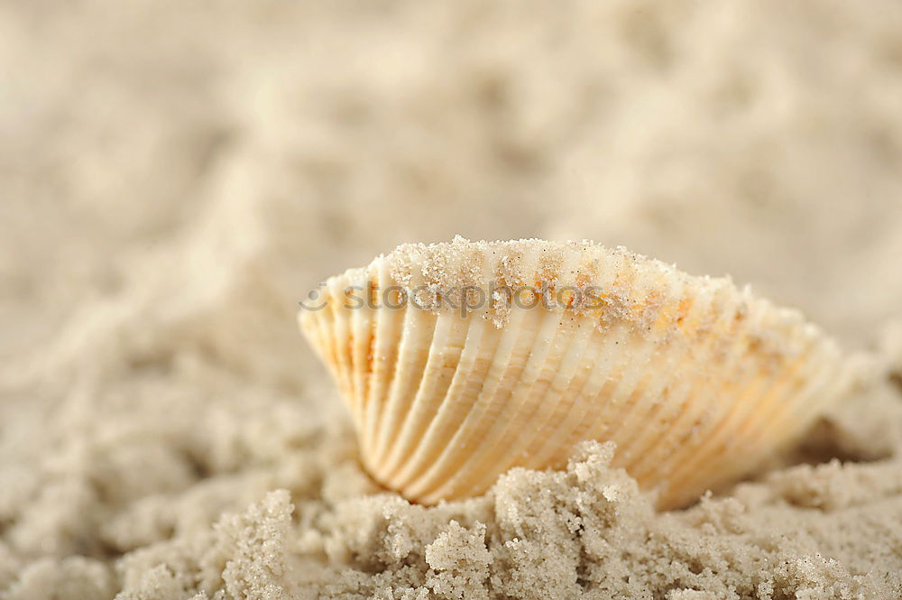 Similar – Image, Stock Photo Hermit crab in the sand