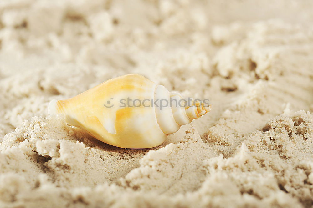 Image, Stock Photo Hermit crab in the sand