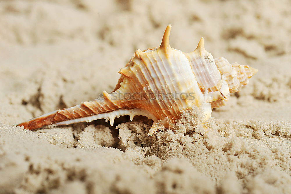 Similar – Image, Stock Photo Mussel on the beach Summer