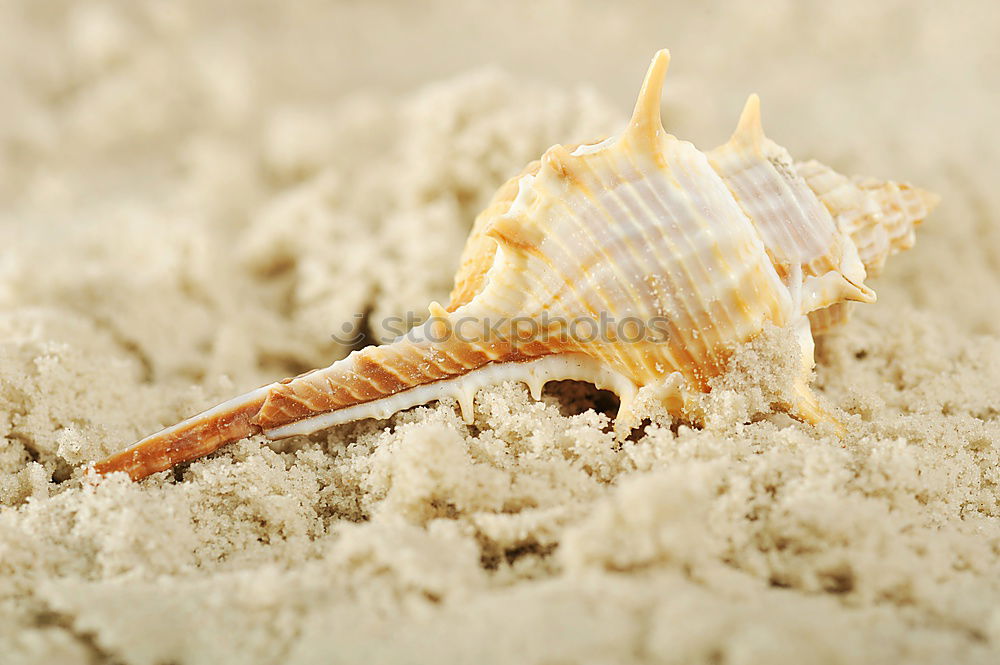 Similar – Image, Stock Photo Mussel on the beach Summer