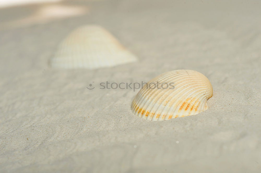 Image, Stock Photo Mussel on the beach Summer