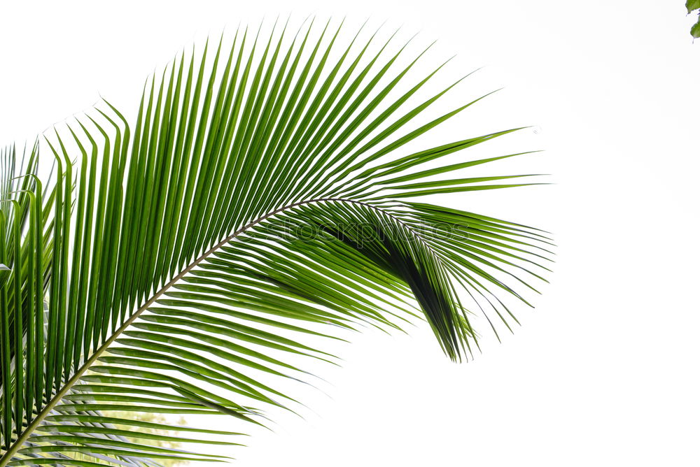 Similar – palm fronds Palm tree