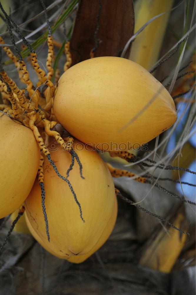 Similar – Image, Stock Photo Chestnuts Quinces Physalis