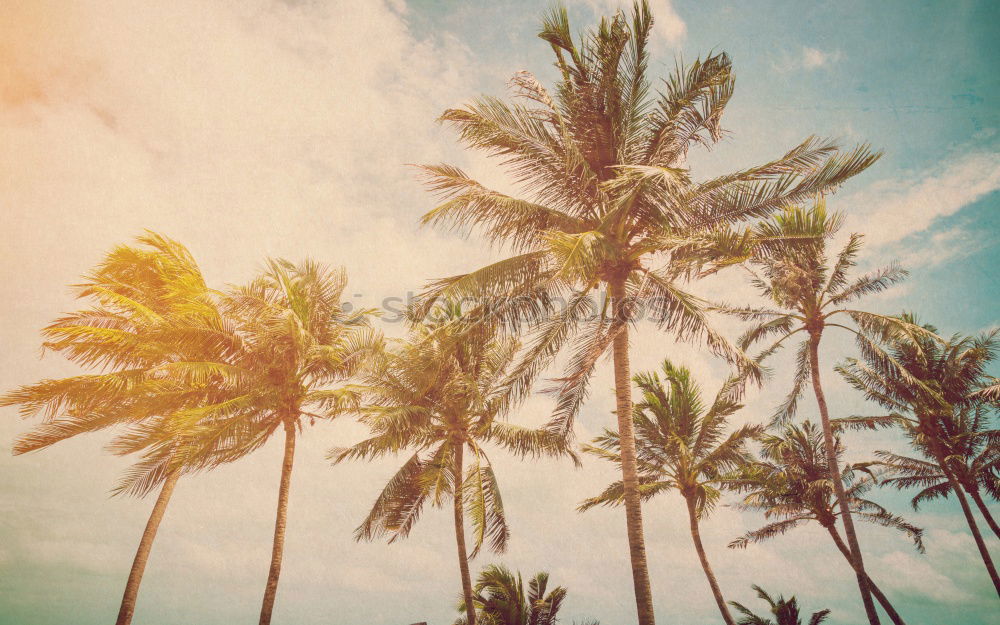 Similar – Image, Stock Photo Palm Trees in Tayrona National Park Columbia