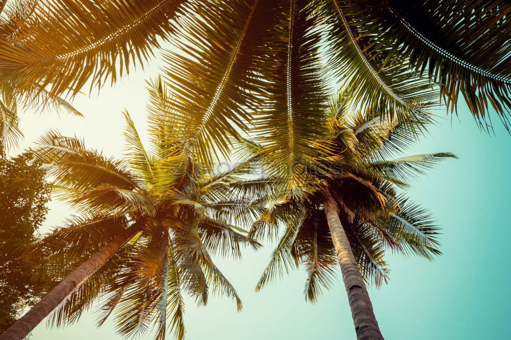 Similar – Image, Stock Photo Palm trees on Tenerife from the worm’s-eye view