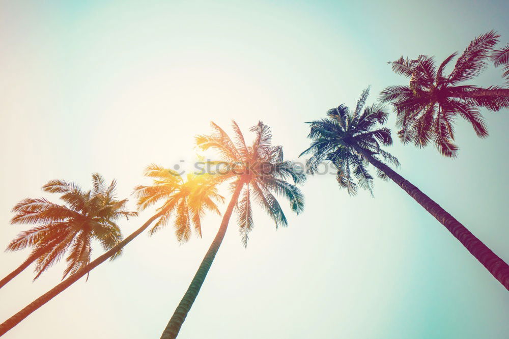 Similar – Image, Stock Photo Bali Palm Cloudless sky