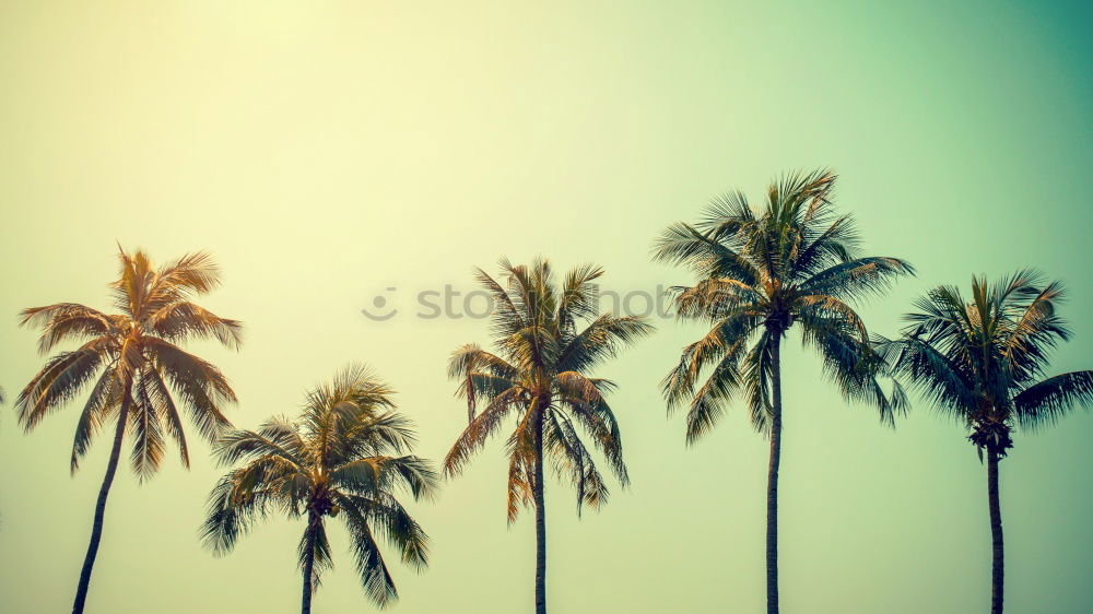 Similar – Image, Stock Photo Bali Palm Cloudless sky