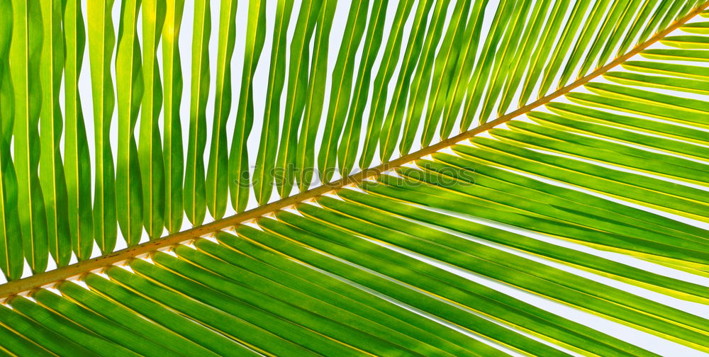 Foto Bild unter einer palme Palme