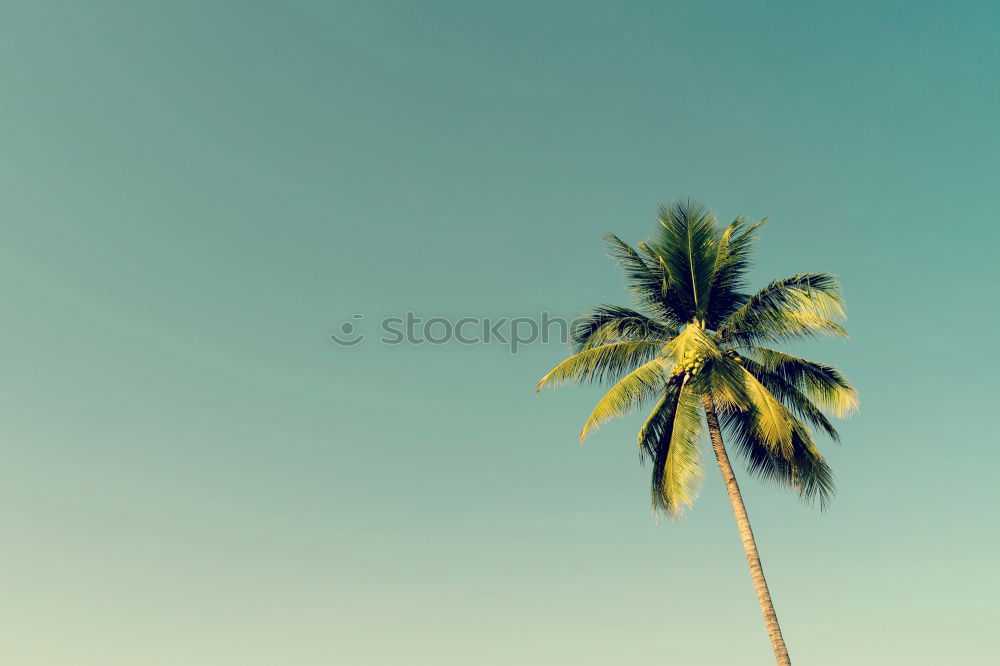 Similar – Image, Stock Photo Bali Palm Cloudless sky