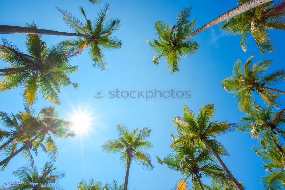 Similar – Image, Stock Photo Palm tree in Mex