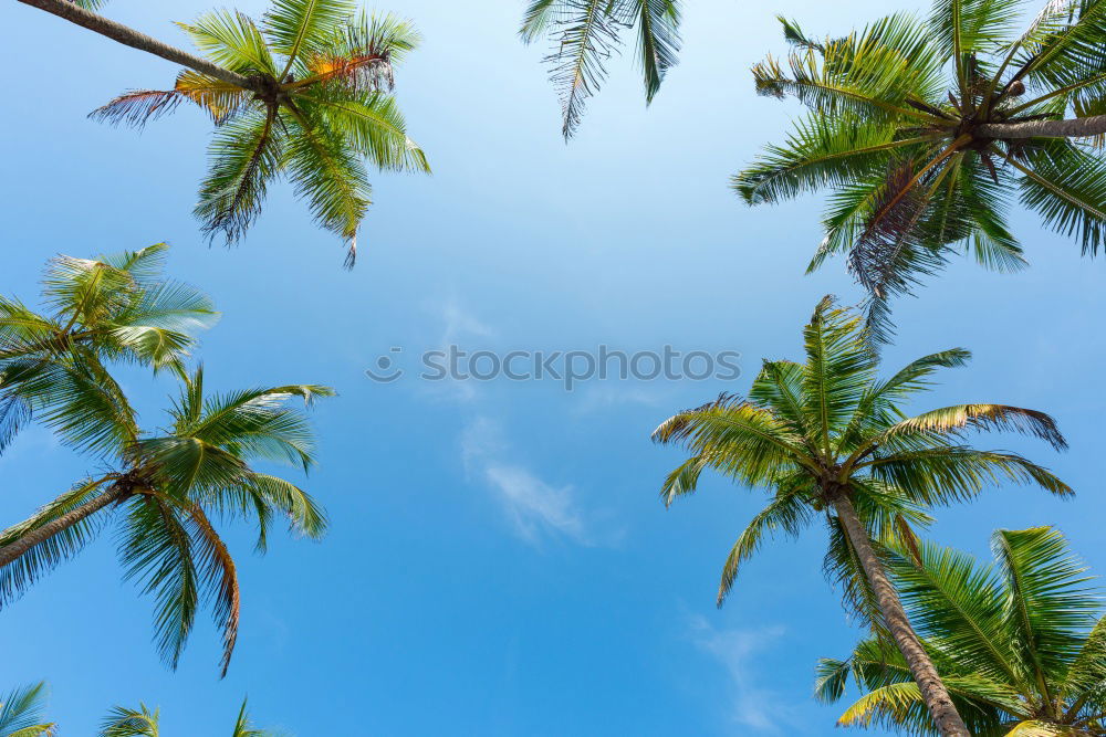 Similar – Image, Stock Photo Palm trees in sunny day