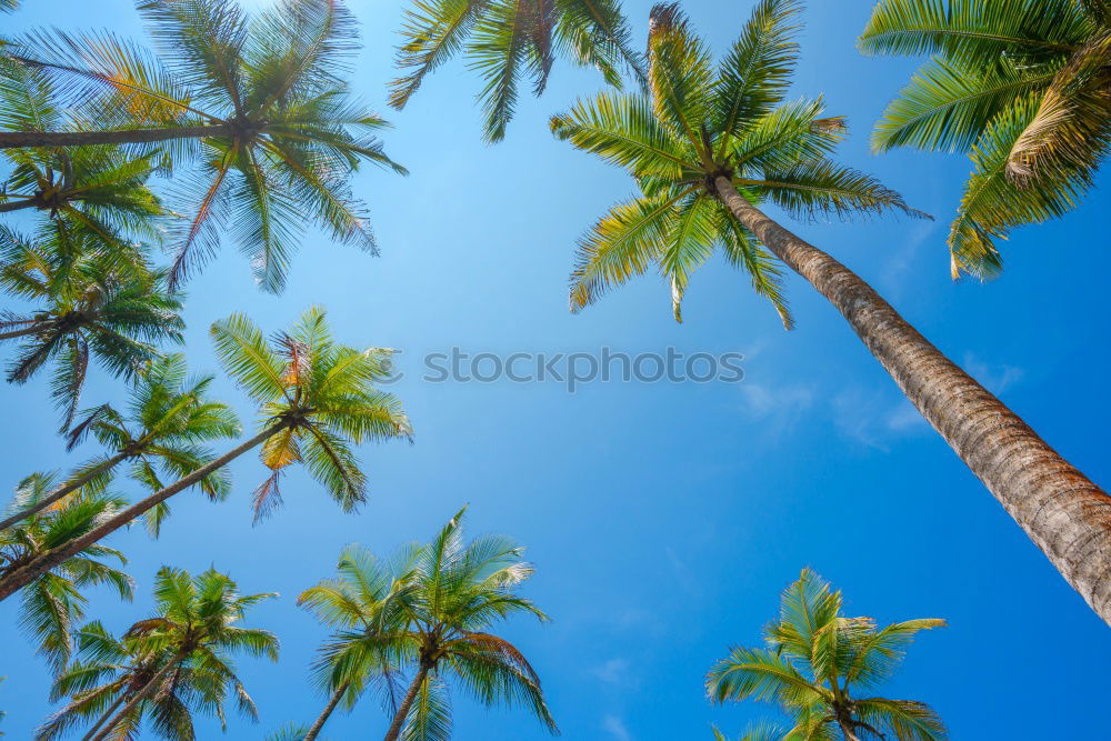 Similar – Image, Stock Photo Palm trees in sunny day