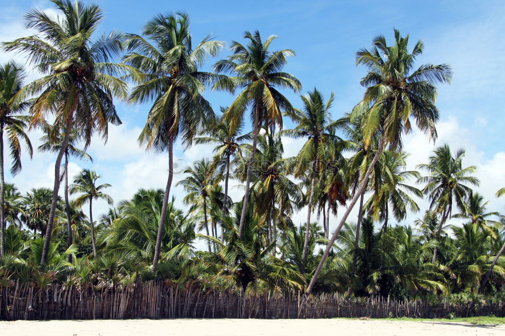 Similar – strand Strand Palme