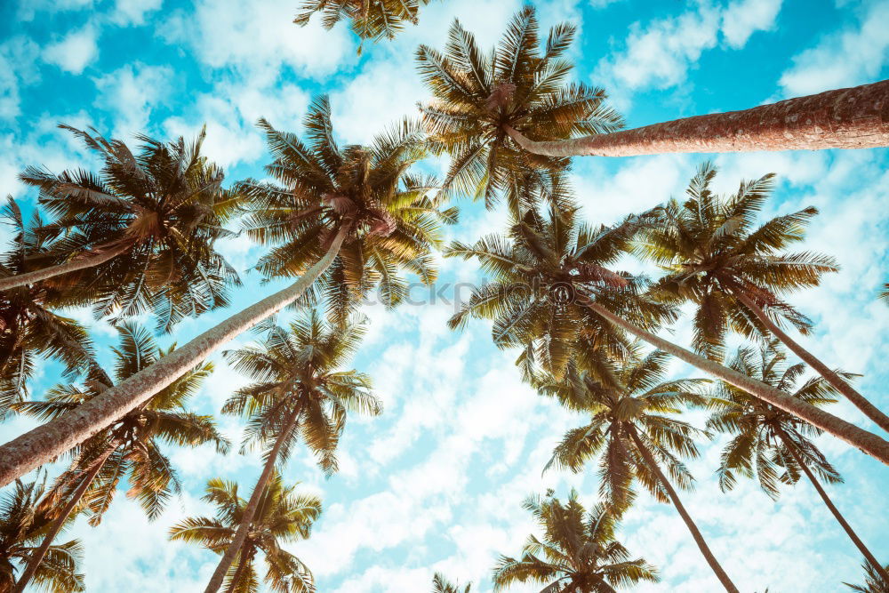 Similar – Image, Stock Photo summer breeze Lifestyle