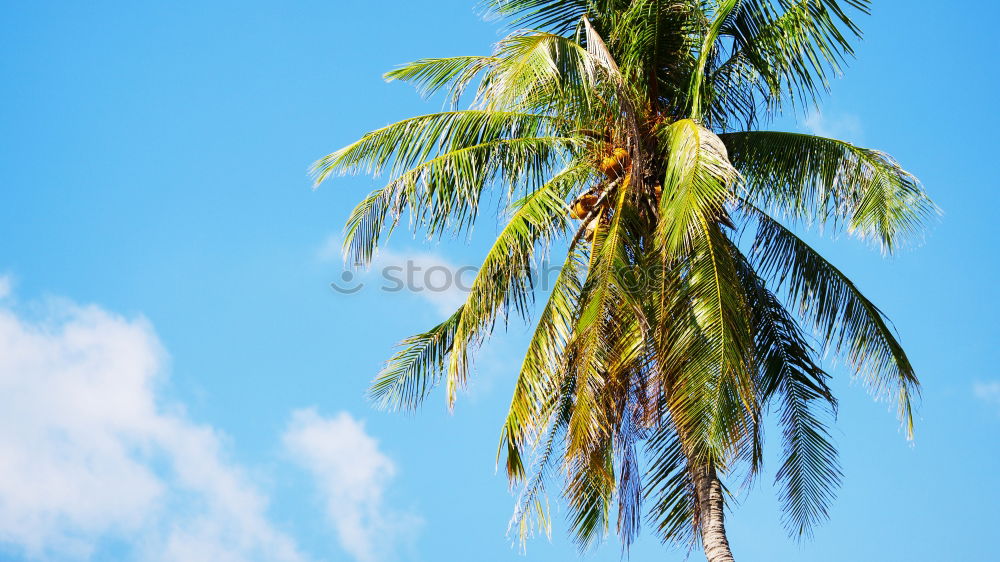 Similar – Image, Stock Photo Miami Beach