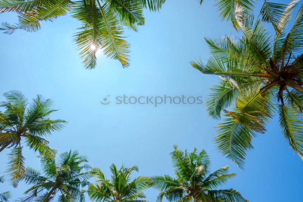 Similar – Image, Stock Photo Palm trees in sunny day