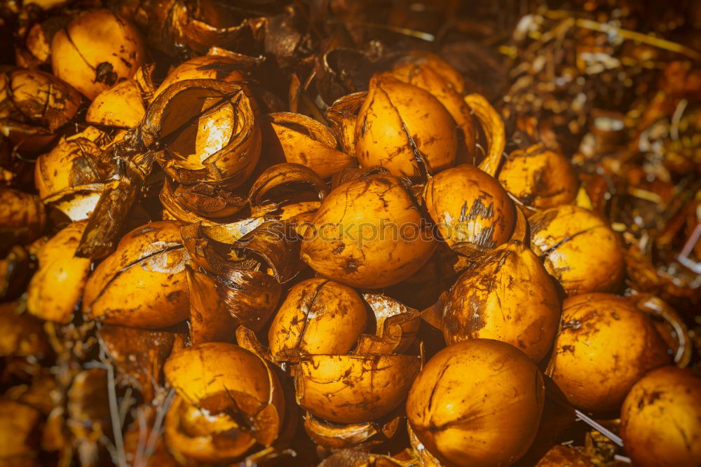 Similar – Image, Stock Photo Halloween Pumpkin Food