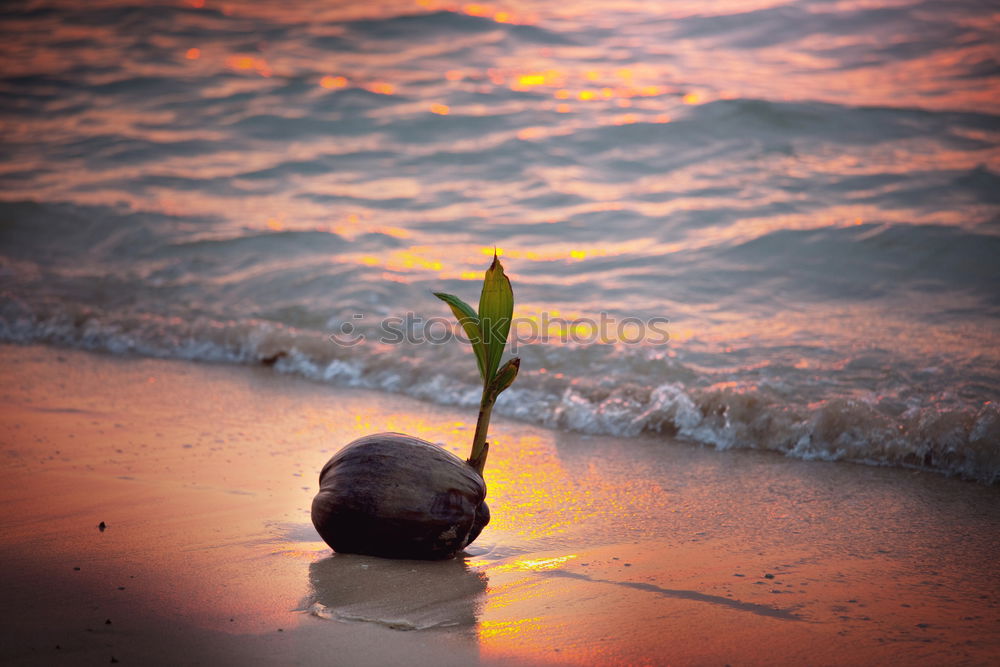 Similar – Image, Stock Photo sand growth Moody Green