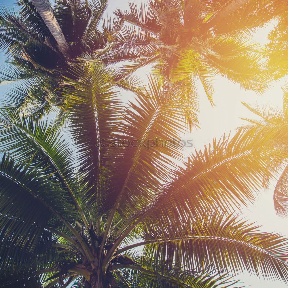 Similar – Image, Stock Photo Palm trees on Tenerife from the worm’s-eye view