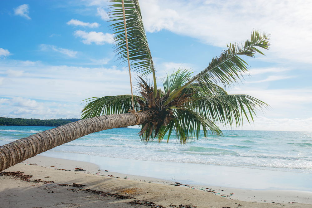 Similar – Maldives island luxury resort palm tree with hanging hammock