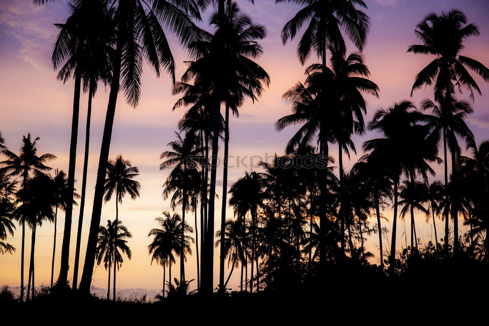 Similar – Seychelles Palm View