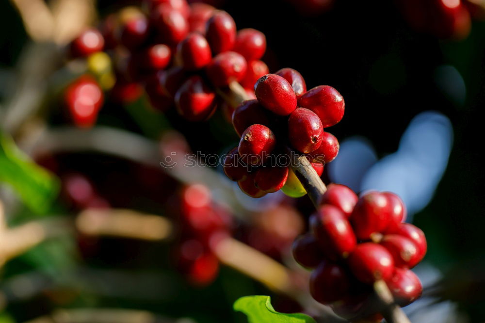 Similar – elder Elder Tree Berries