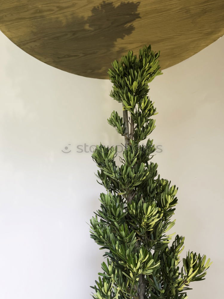 Similar – Image, Stock Photo Christmas preparation