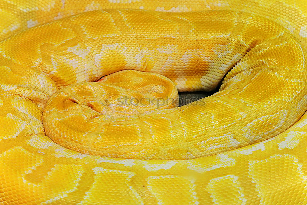 Image, Stock Photo Python molurus