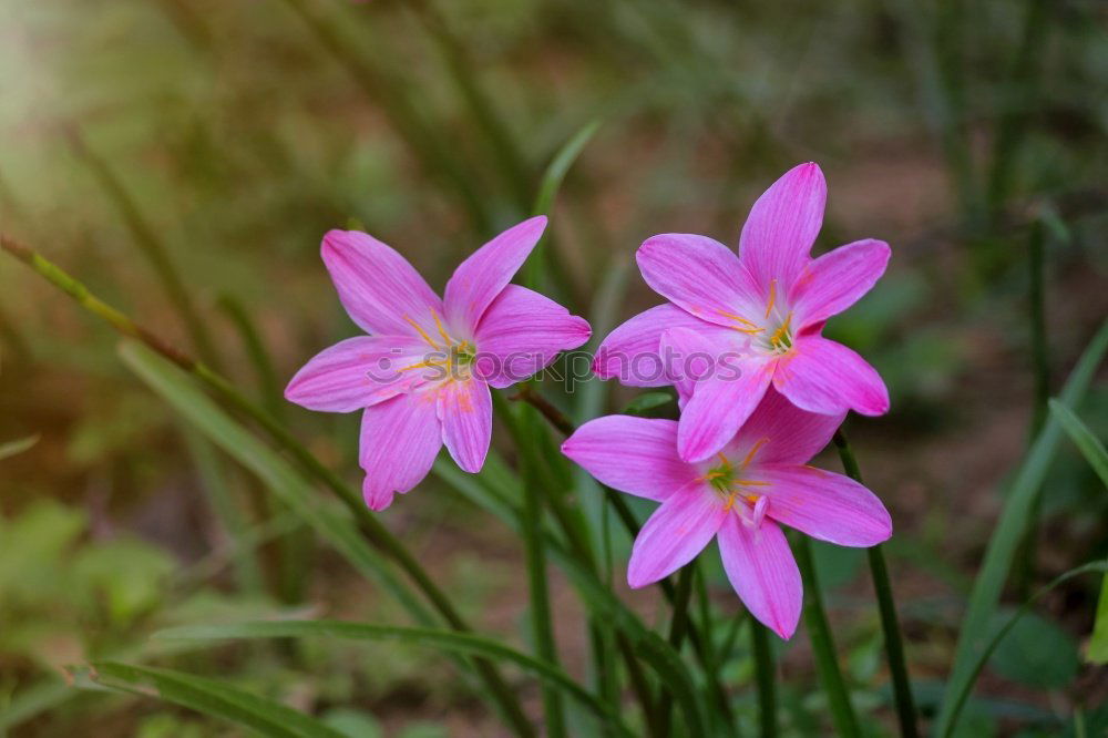 Similar – Image, Stock Photo spring Environment Nature