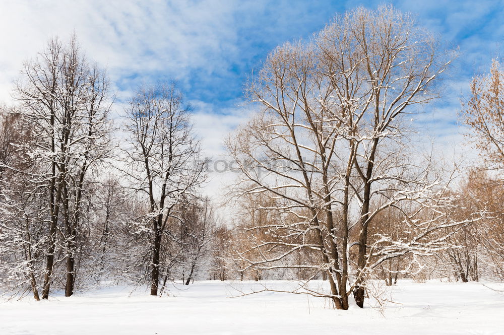 Similar – birches Nature Plant Sky