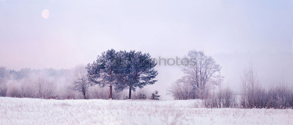 Similar – Image, Stock Photo all alone Winter Nature