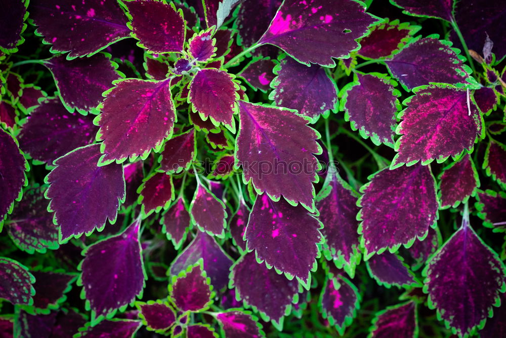 Similar – Image, Stock Photo lousy Isopod Leaf Pests