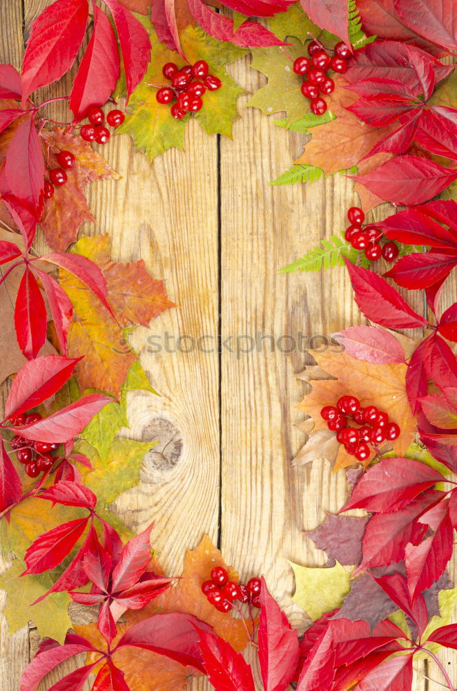 Similar – Image, Stock Photo Flowers on red wooden table