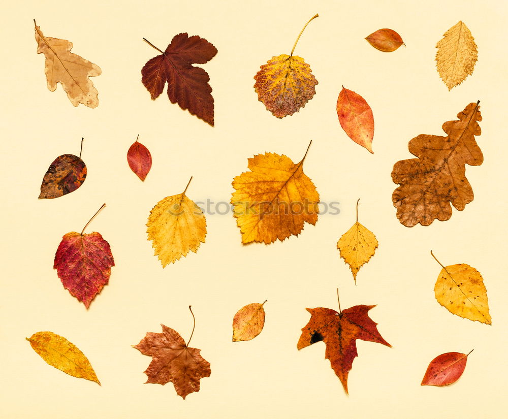 Similar – Image, Stock Photo #A# Designer Autumn Art