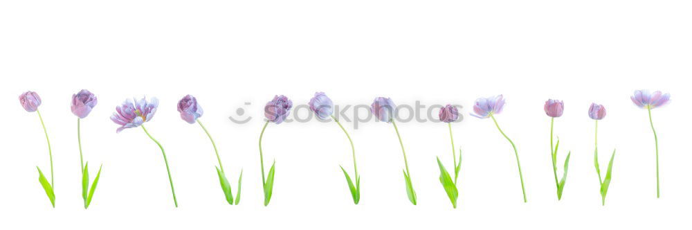 Similar – Foto Bild Frühlingsläuter. Natur